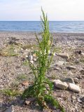 Rumex crispus