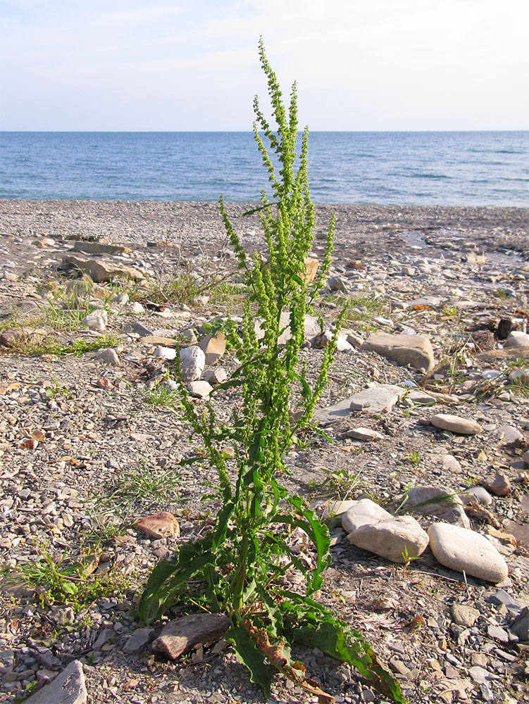 Изображение особи Rumex crispus.