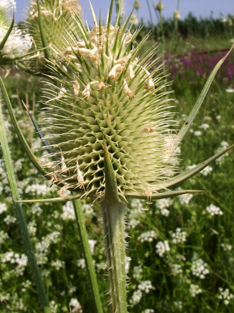 Image of Dipsacus laciniatus specimen.