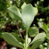Escallonia virgata