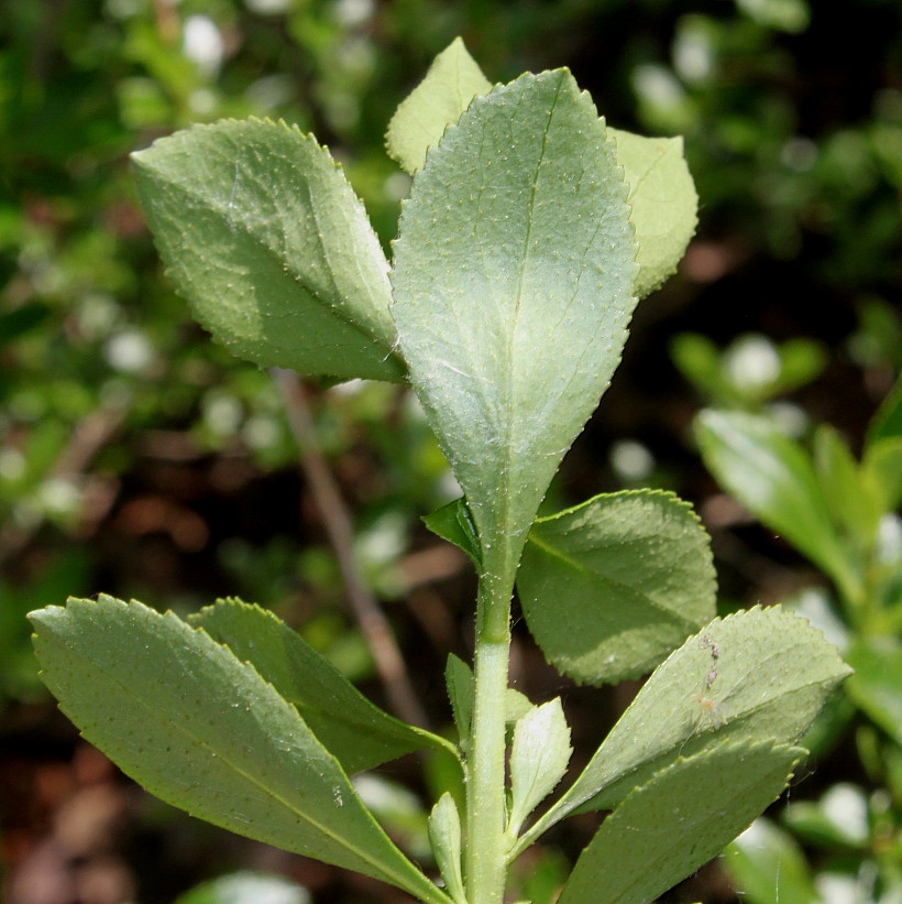 Изображение особи Escallonia virgata.