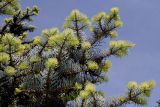 Abies concolor