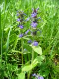 Ajuga genevensis