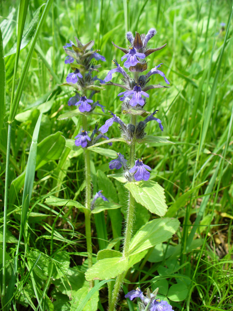 Image of Ajuga genevensis specimen.