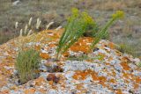 Euphorbia seguieriana. Цветущие растения на скале. Крым, Керченский п-ов, Караларская степь. 07.06.2014.