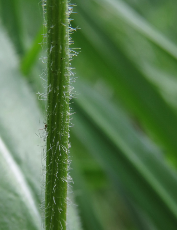 Image of Cirsium pannonicum specimen.