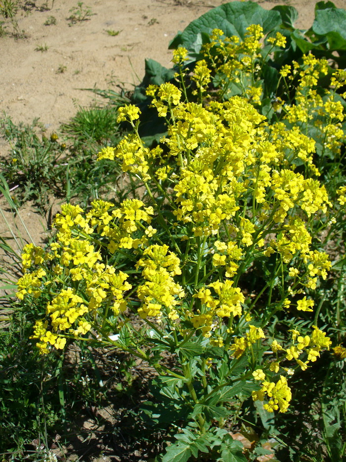 Image of Barbarea arcuata specimen.