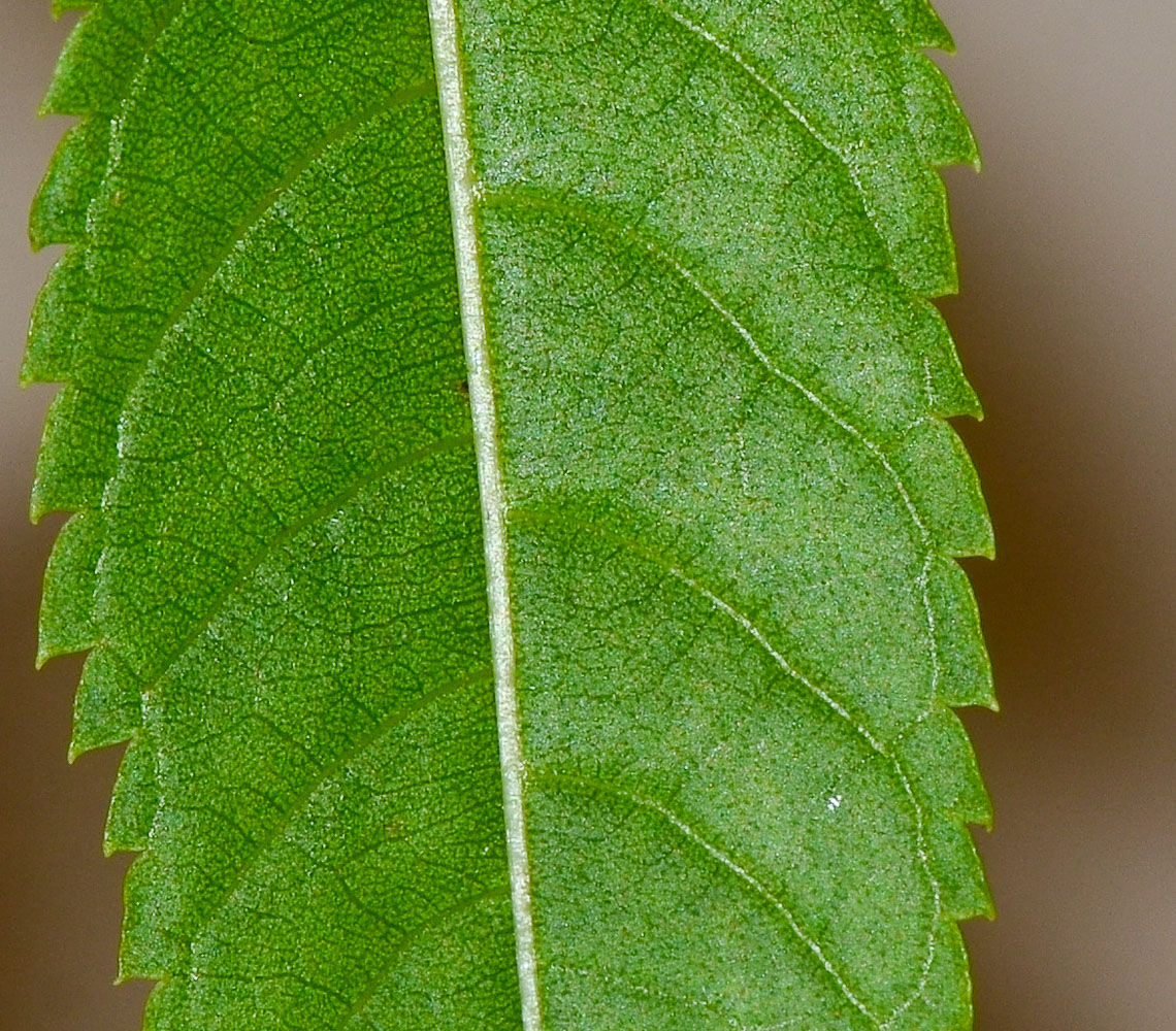 Image of Tecoma &times; smithii specimen.