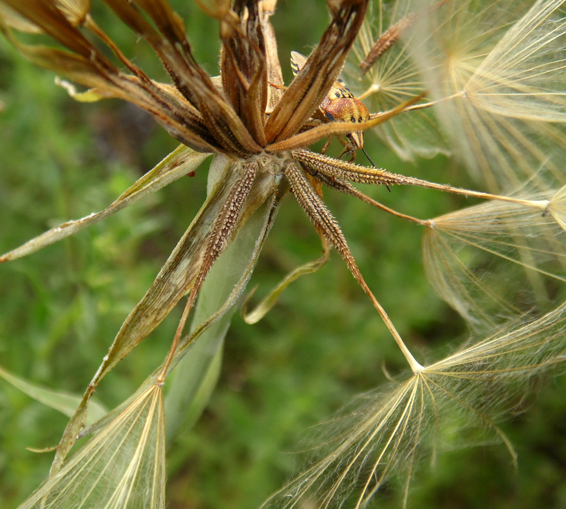 Изображение особи Tragopogon dubius ssp. major.