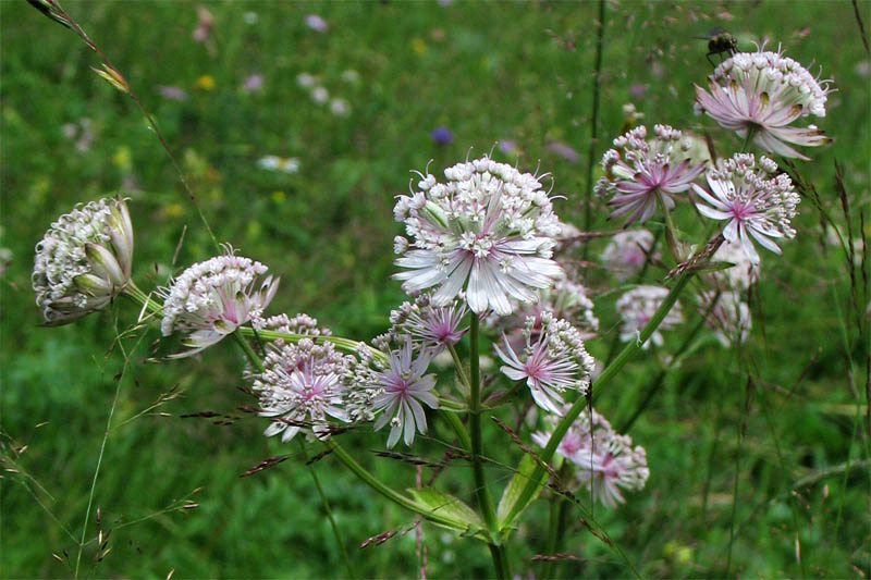 Изображение особи Astrantia major.