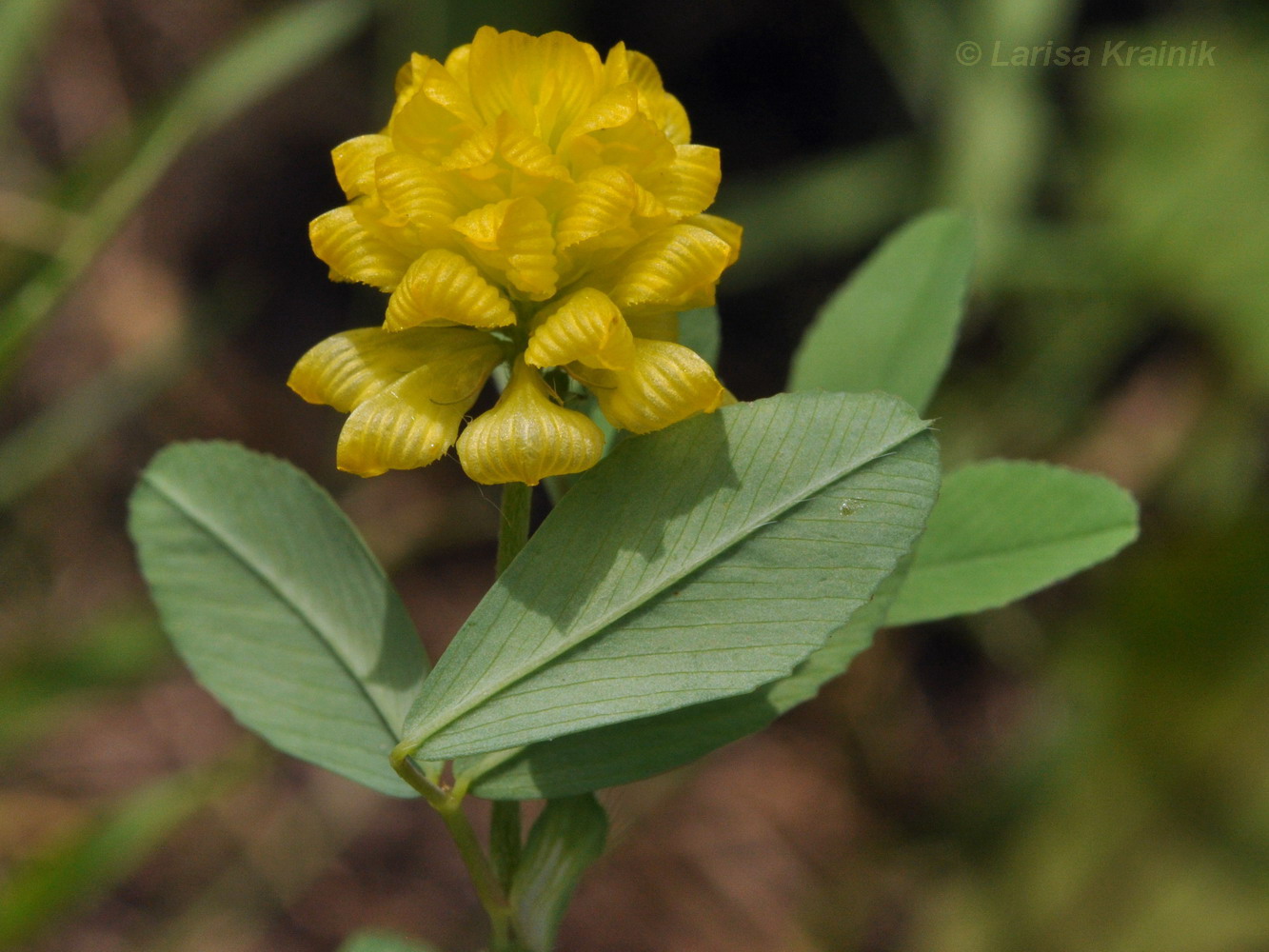 Image of Trifolium campestre specimen.