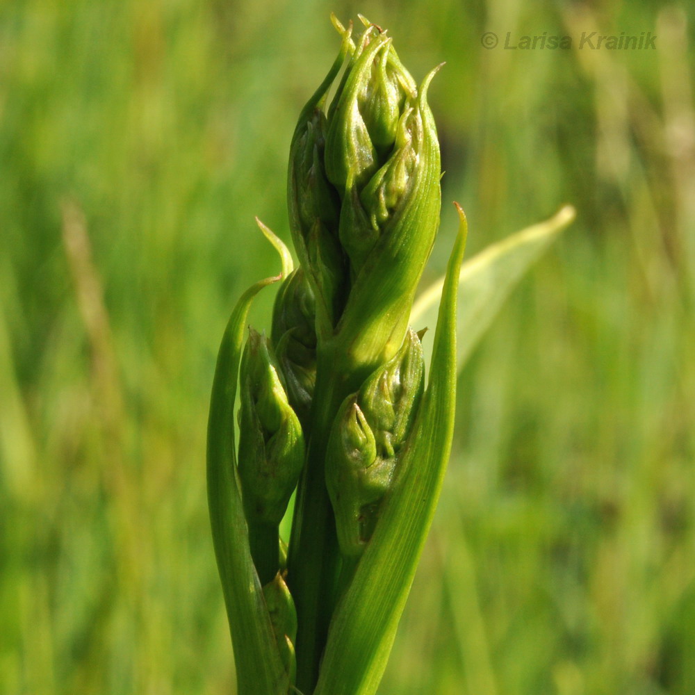 Изображение особи Alisma plantago-aquatica.