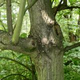 Bothrocaryum controversum. Разветвление в средней части ствола. Германия, г. Дюссельдорф, Ботанический сад университета. 03.06.2014.