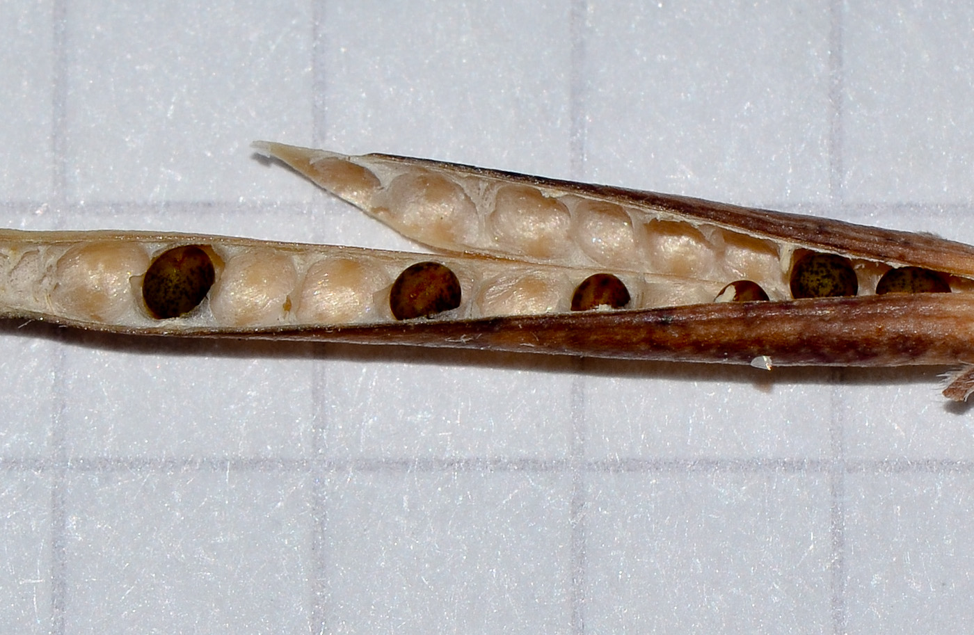 Image of Lotus creticus specimen.