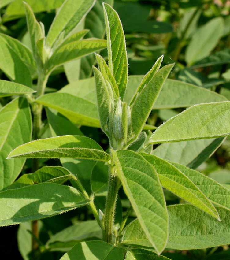 Изображение особи Desmodium obtusum.