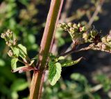 Scrophularia umbrosa. Средняя часть побега боковыми соцветиями. Германия, г. Дюссельдорф, Ботанический сад университета. 03.07.2014.