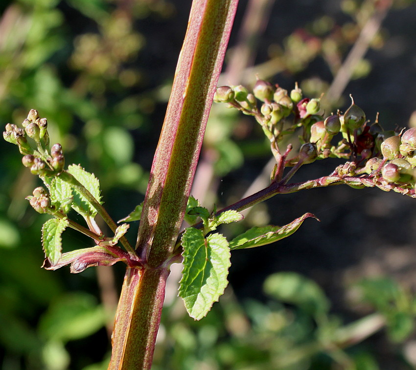 Изображение особи Scrophularia umbrosa.