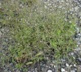 Gypsophila perfoliata