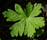 Geranium sibiricum