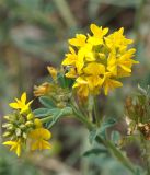 Medicago falcata. Верхушка цветущего растения. Бурятия, окр. г. Гусиноозерск, береговая полоса Гусиного озера. 11.07.2014.