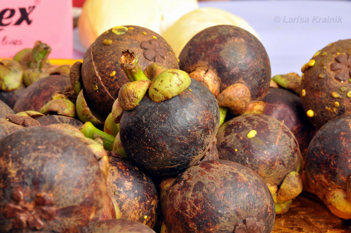 Image of Garcinia mangostana specimen.
