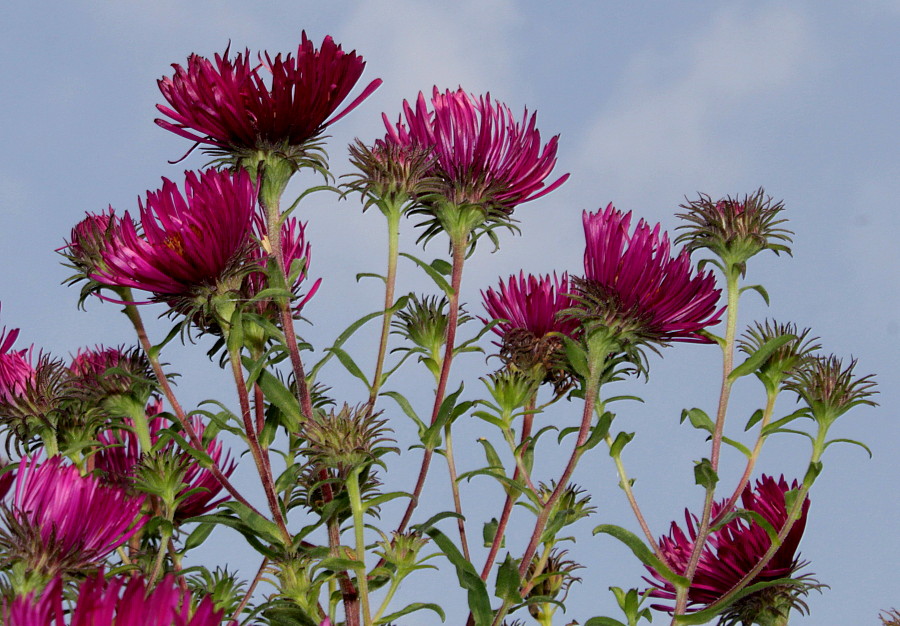 Image of Symphyotrichum novae-angliae specimen.
