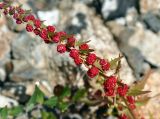 Blitum virgatum