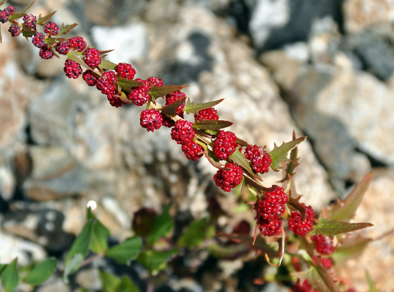 Image of Blitum virgatum specimen.