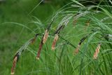 Carex acuta. Верхушки побегов с мужскими и женскими соцветиями. Московская обл., Раменский р-н, окр. дер. Хрипань, садовый участок. 17.05.2014.