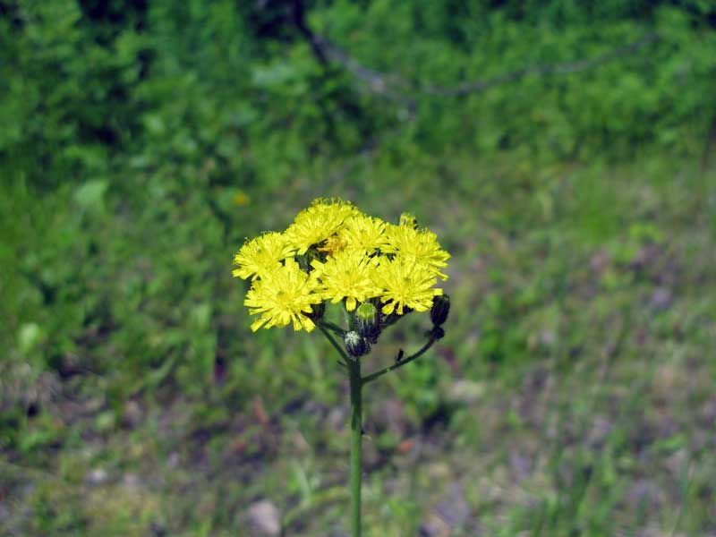 Image of genus Pilosella specimen.