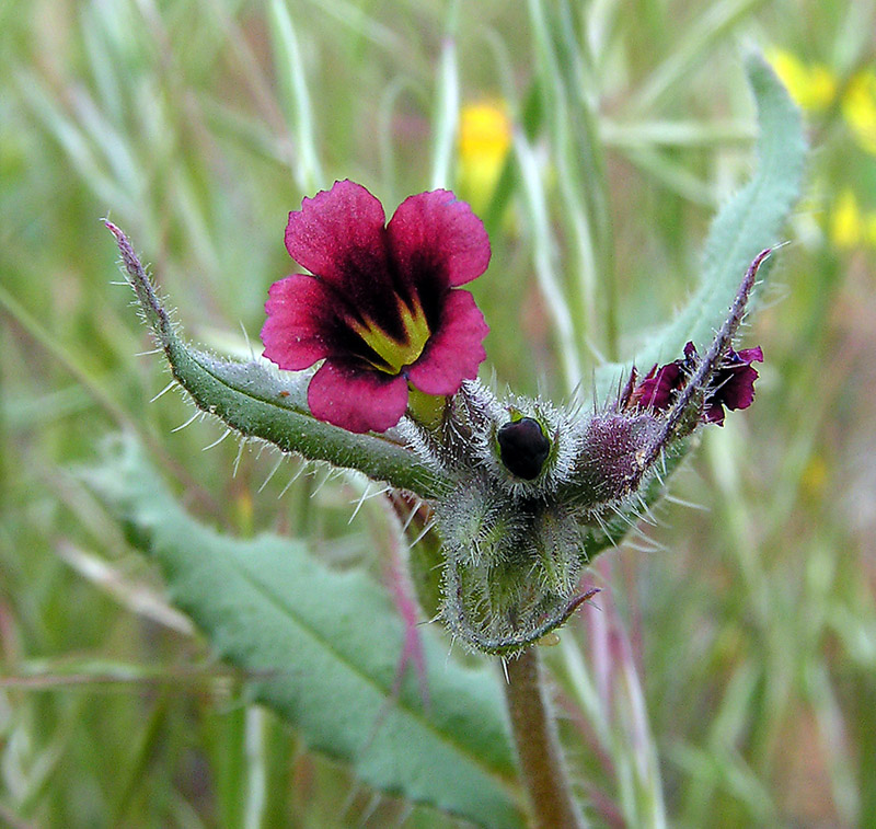 Image of Nonea caspica specimen.