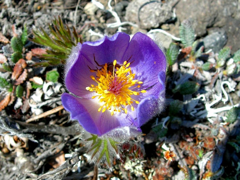 Image of Pulsatilla multifida specimen.