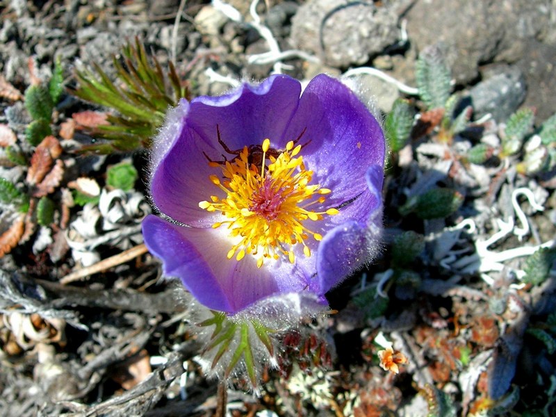 Изображение особи Pulsatilla multifida.