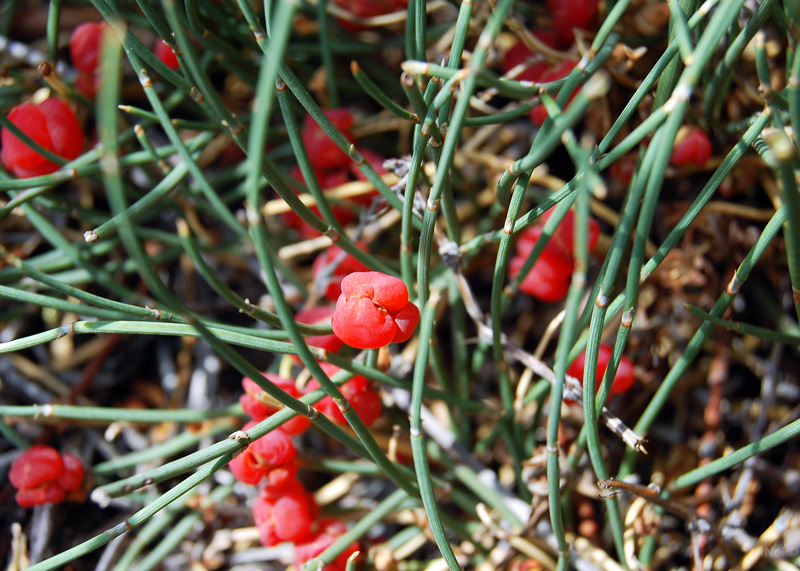 Изображение особи Ephedra fedtschenkoae.