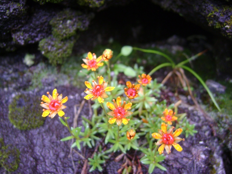 Изображение особи Saxifraga aizoides.