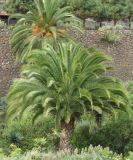 Phoenix canariensis