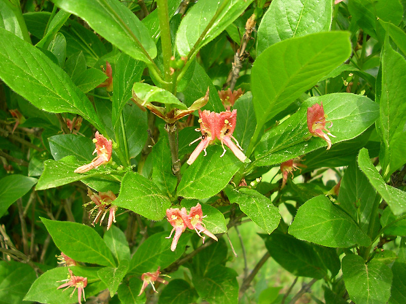 Image of genus Lonicera specimen.