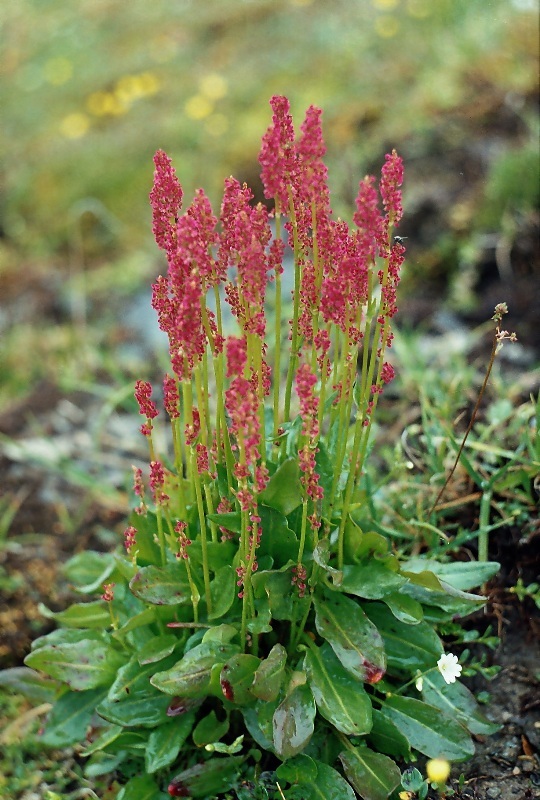 Image of Rumex acetosa specimen.