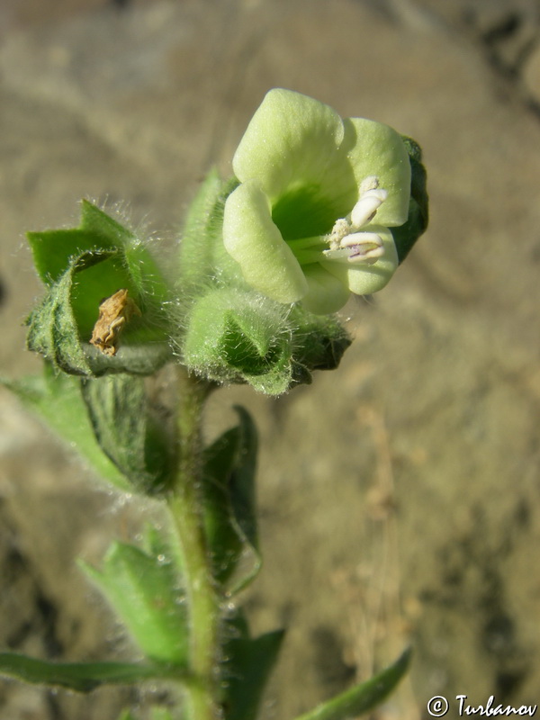 Изображение особи Hyoscyamus albus.