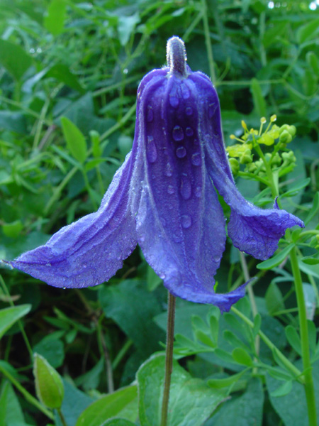 Image of Clematis integrifolia specimen.