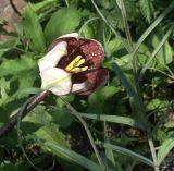 Fritillaria walujewii