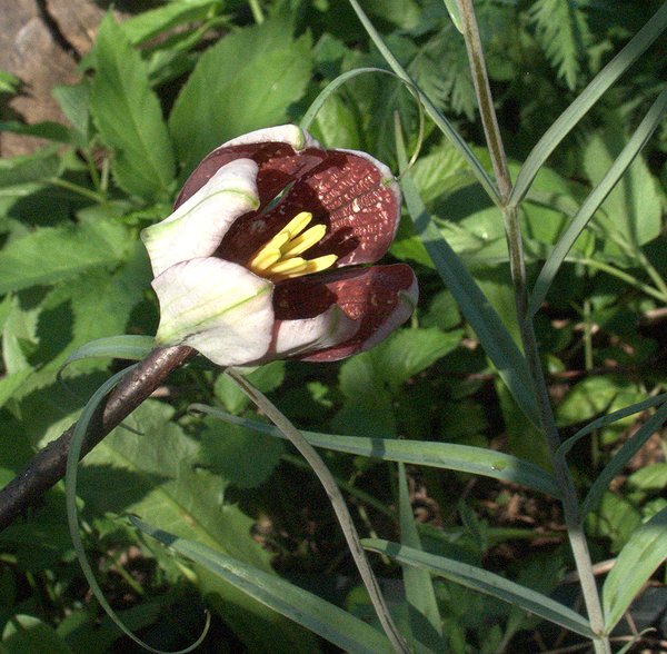 Image of Fritillaria walujewii specimen.