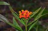 Asclepias curassavica