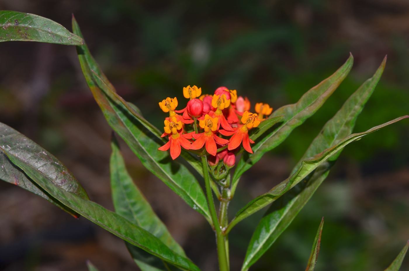 Image of Asclepias curassavica specimen.