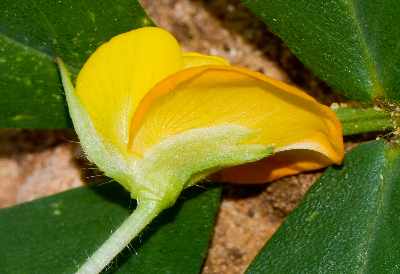 Изображение особи Arachis hypogaea.