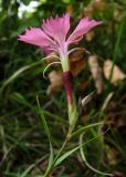 Dianthus caucaseus