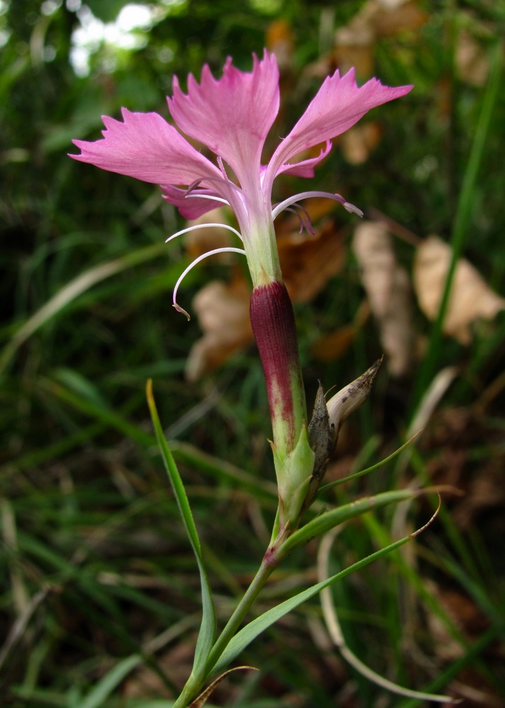 Image of Dianthus caucaseus specimen.