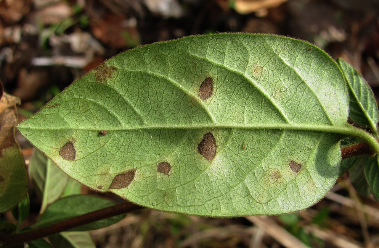 Image of Lonicera japonica specimen.