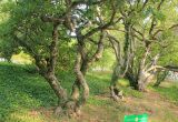 Pittosporum tobira