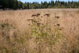 Tanacetum vulgare. Плодоносящее растение на разнотравно-злаковом лугу по залежи. Ленинградская обл., Кингисеппский р-н, 3 км к вост. от дер. Домашово. 12.09.2015.